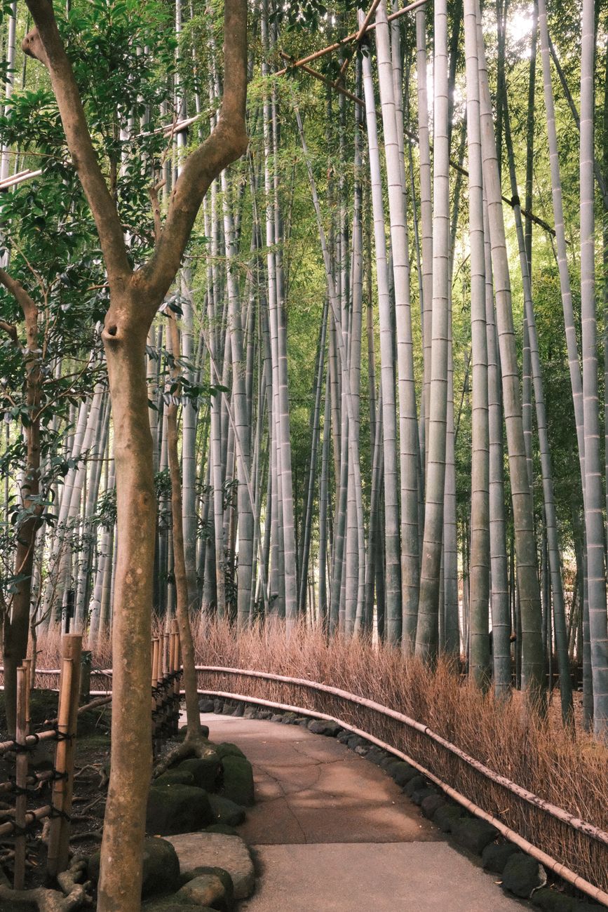 Coastal tea hills and quiet architecture in Asia