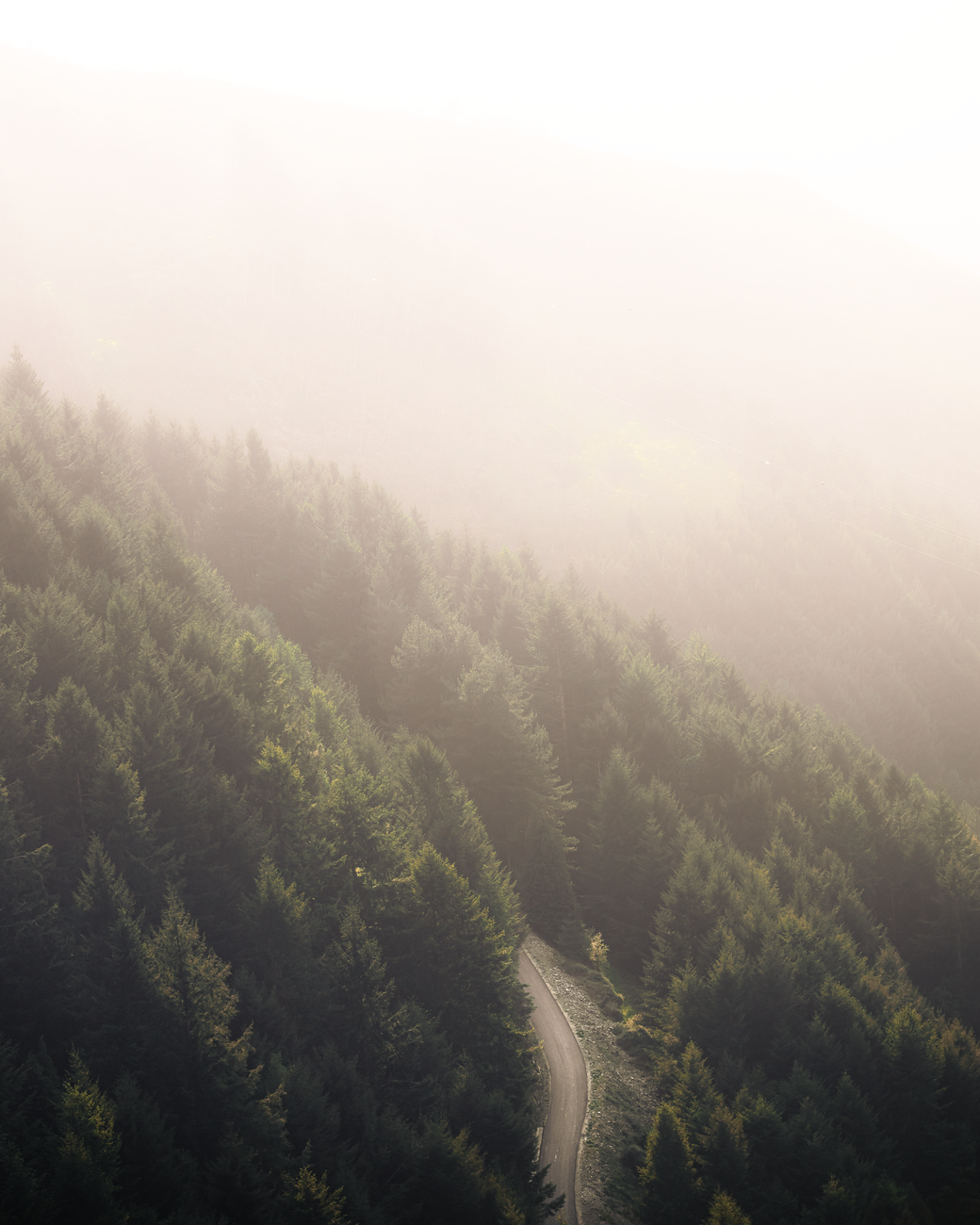 Alpine road traversing through fog and pine forest